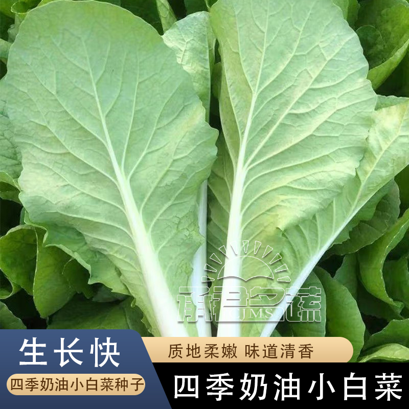 奶油小白菜种子种籽四季小白菜蔬菜青菜菜籽孑籽种快菜籽菜种大全