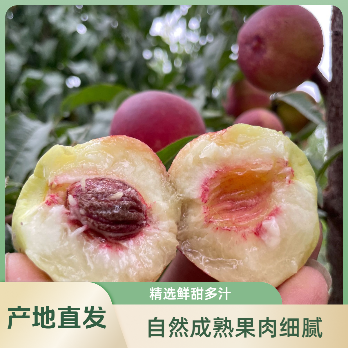 【顺丰快递】正宗哈密回王蜜桃苦桃子清甜蜜桃多汁香甜爽口现摘现发
