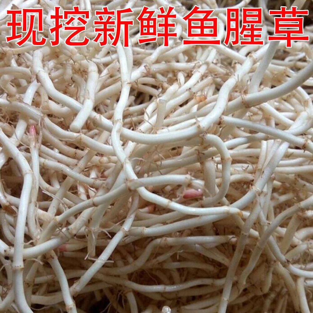 鱼腥草折耳根节节根折儿根新鲜嫩根现挖侧耳新鲜蔬菜包邮