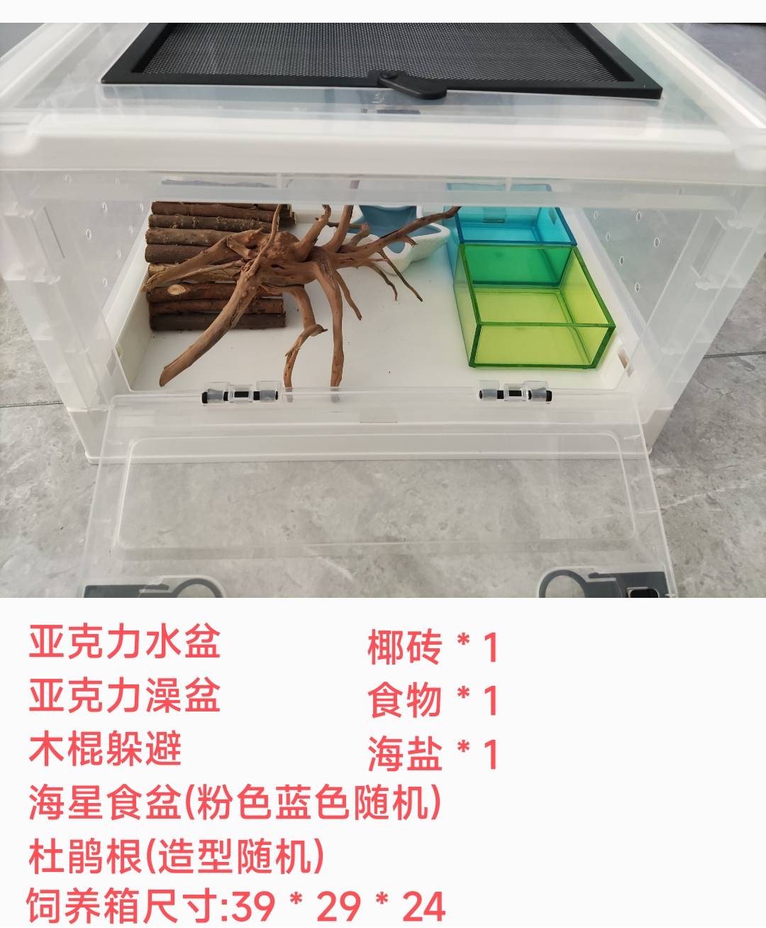 寄居蟹饲养套餐新手套餐