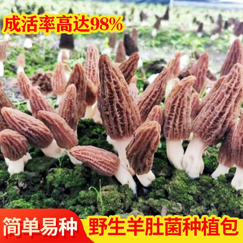 野生羊肚菌菌种家种速产食用 编笠菌羊肚蘑 阳台庭院四季人工种植