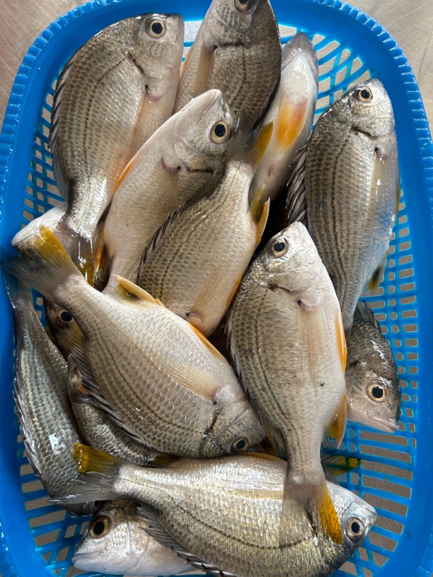 小黄子 新鲜小黄翅鱼 黄脚立 一斤6到8条 帮杀损耗百分之15到20