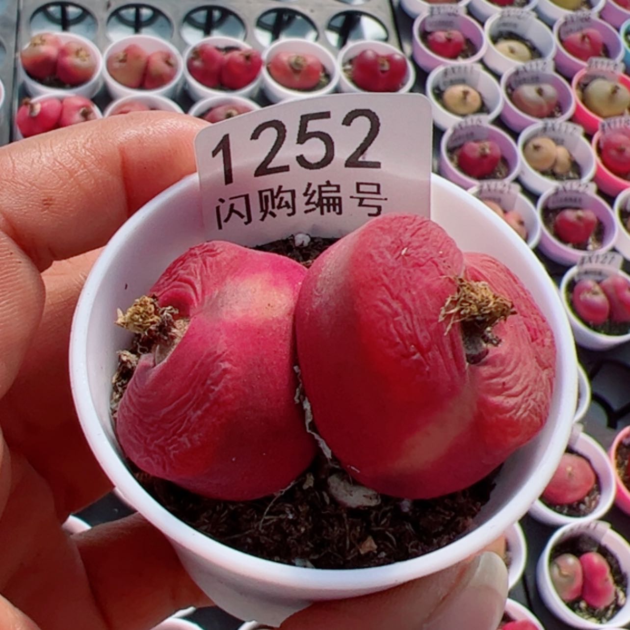 【闪购商品】北*我很喜欢1252