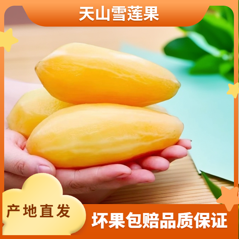 【云南基地直发】清甜多汁天山雪莲果当季现挖5斤4-12个
