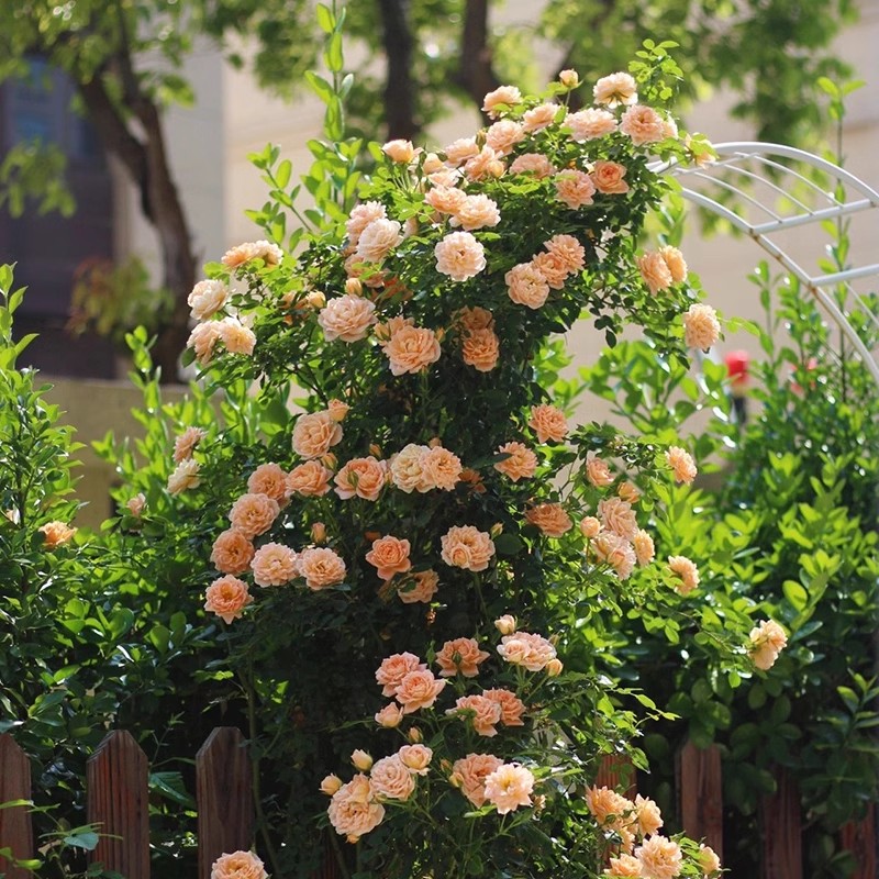【甜梦】爬藤月季花苗四季开花藤本蔷薇庭院浓香大花阳台花卉盆栽