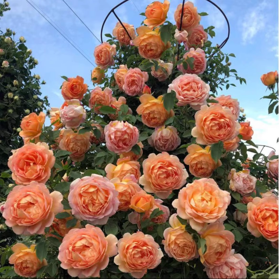 【夏洛特夫人】爬藤本月季花大苗阳台院墙花卉植物盆栽大花浓香四季