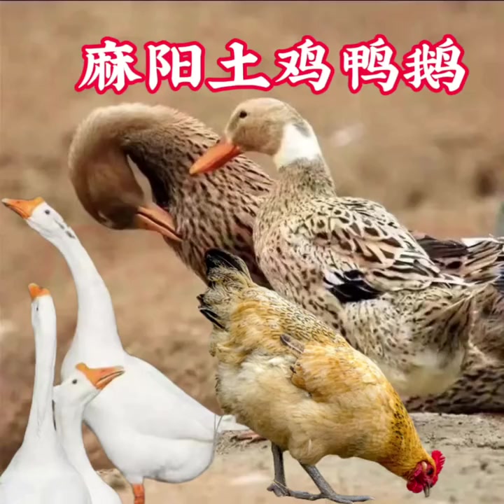 农家土鸡土鸭土鹅散养新鲜现杀月子鸡走地鸡草鸡公鸡老母鸡包邮