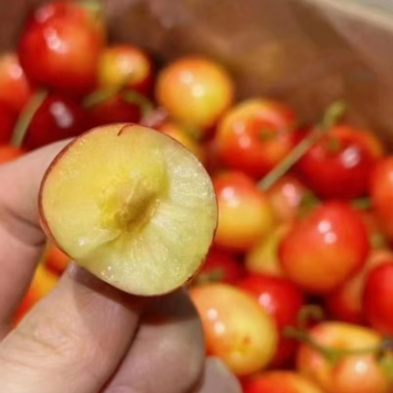 【顺丰包邮】吉制三藩市空运黄车3J原版原箱4.4斤，内附果径卡