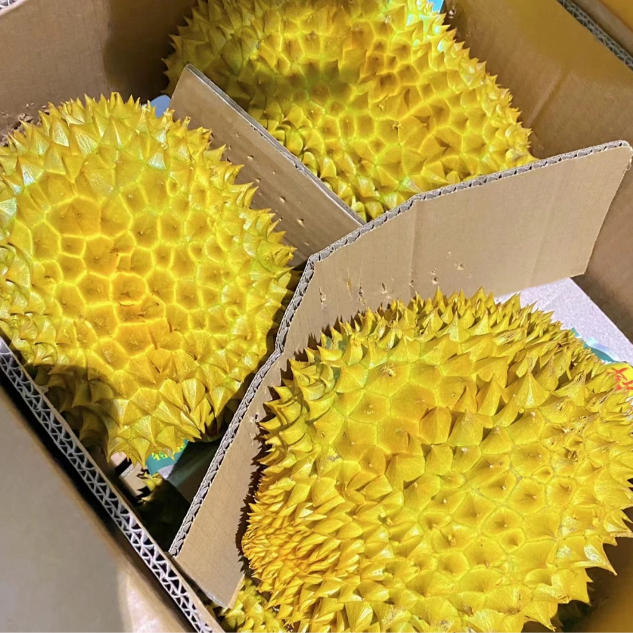 【顺丰包邮】AA果泰国金枕榴莲·A6原箱·鲜果榴莲（直播专属链接）