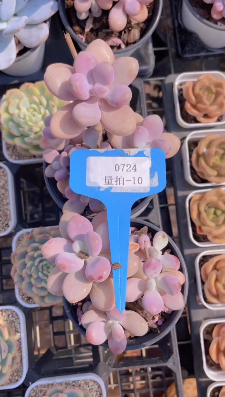 【闪购商品】0724-10-丸叶桃蛋群福利一颗量拍
