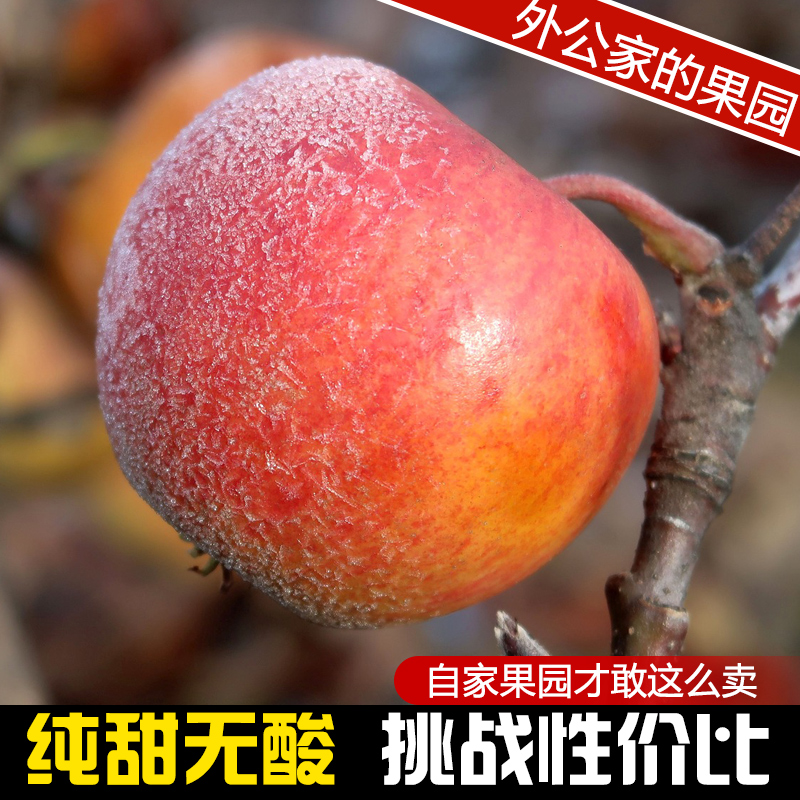 云南昭通丑苹果新鲜天然高山高海拔大温差脆甜可口冰糖心2001