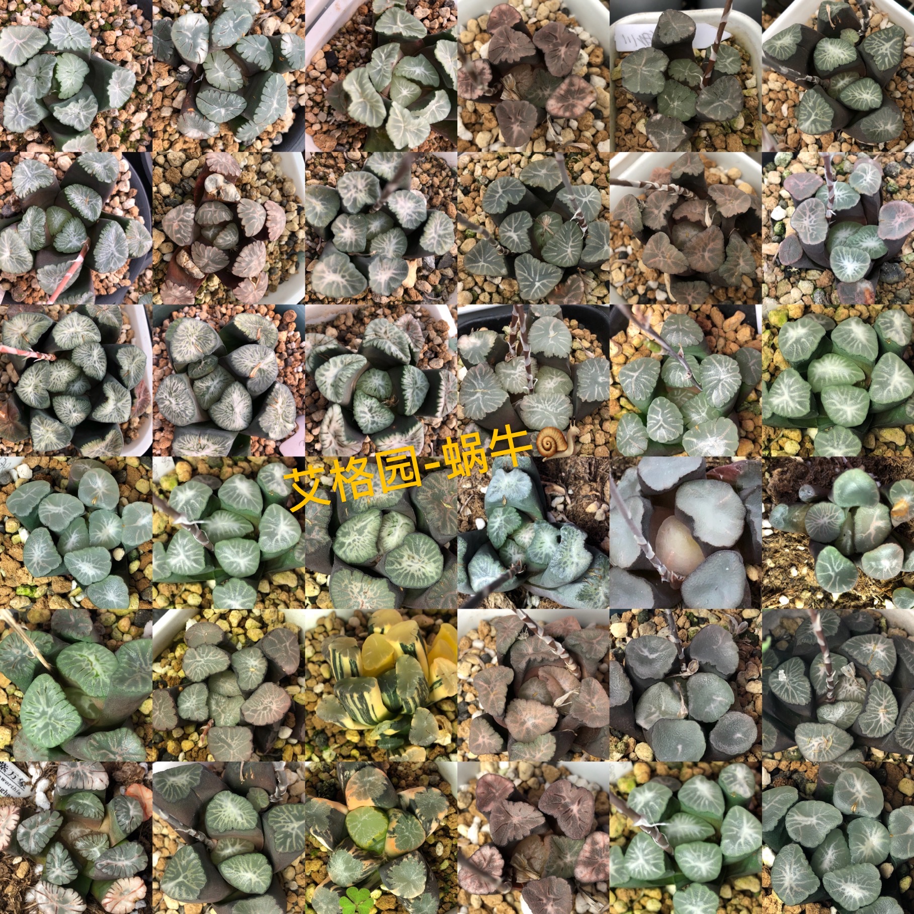 瓦苇十二卷万象混合种子30粒一份