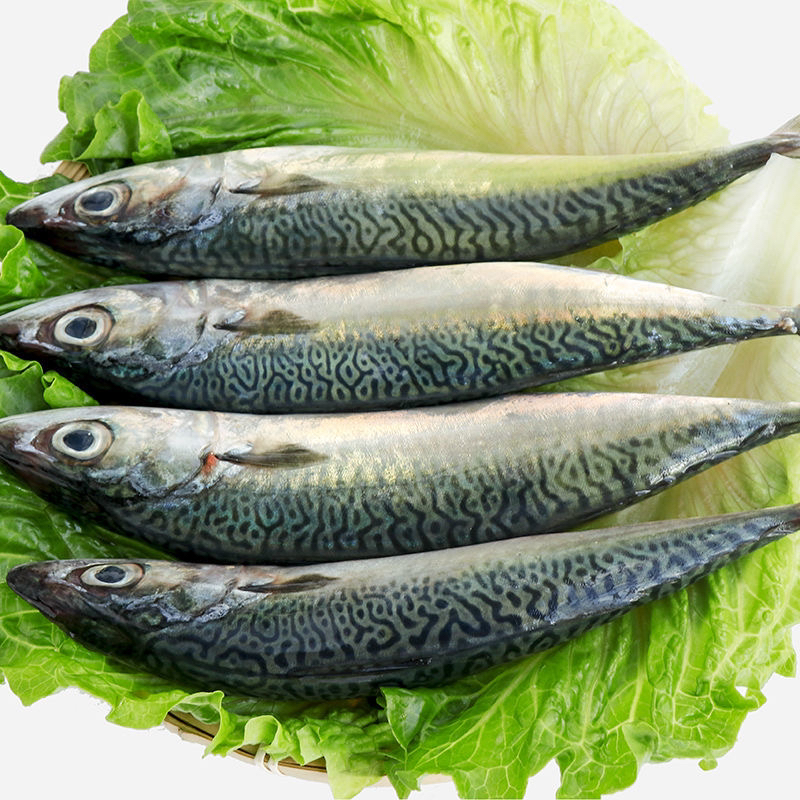 神泉本港照灯花仙鱼 5 斤起拍广东省顺丰冷链包邮