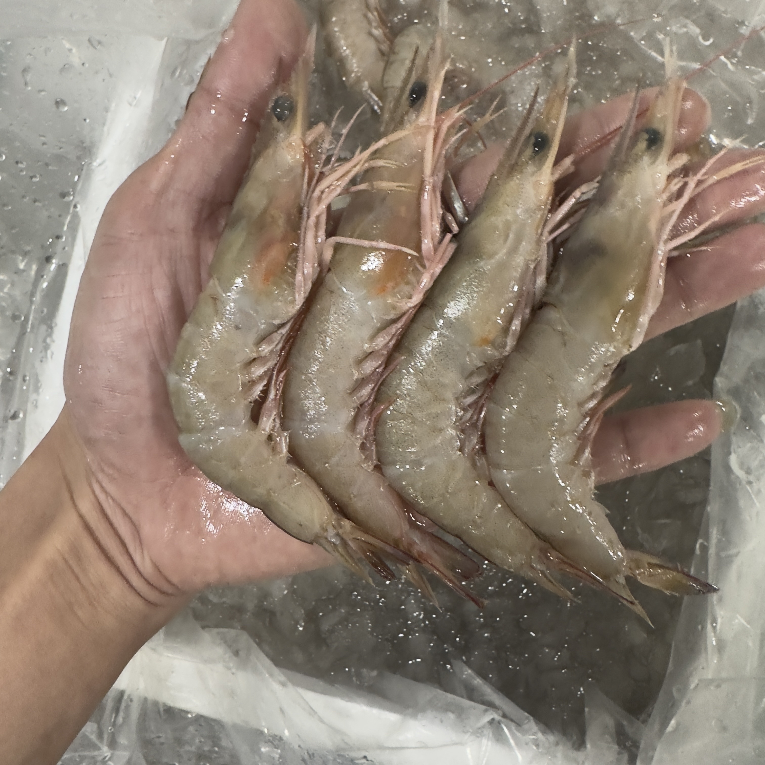 惠来神泉本港沙卢虾。400g广东顺丰冷链包邮