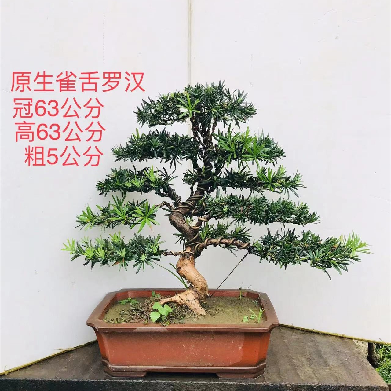 无品牌罗汉松盆景小叶罗汉雀舌罗汉珍珠罗汉一物一拍包邮