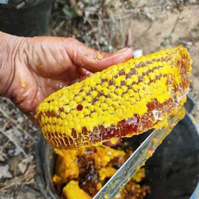 正宗大山结晶土蜂蜜秦岭天然野生土蜂蜜农家自产无添加老巢蜜500g