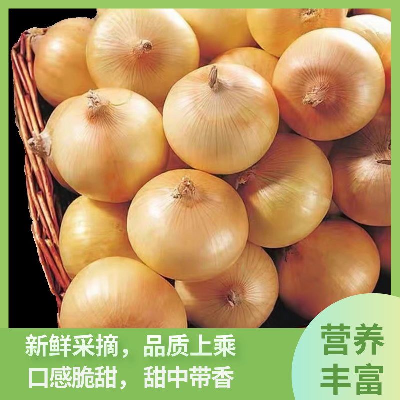 珍珠毛葱葱味十足口感脆甜甜中带香精挑细选小黄葱生吃熬油3斤5斤