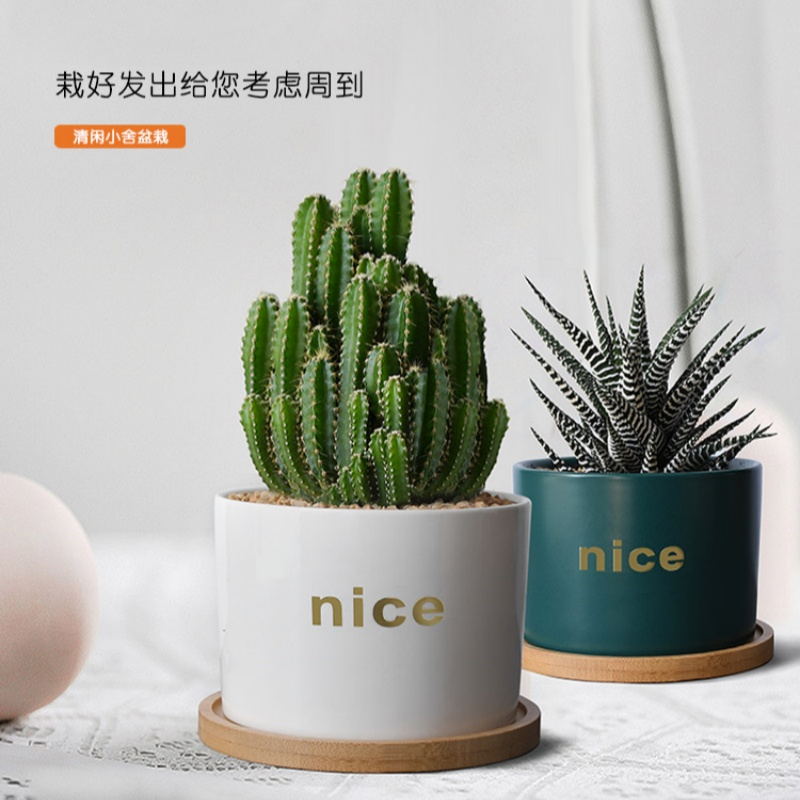 好看漂亮的观赏植物