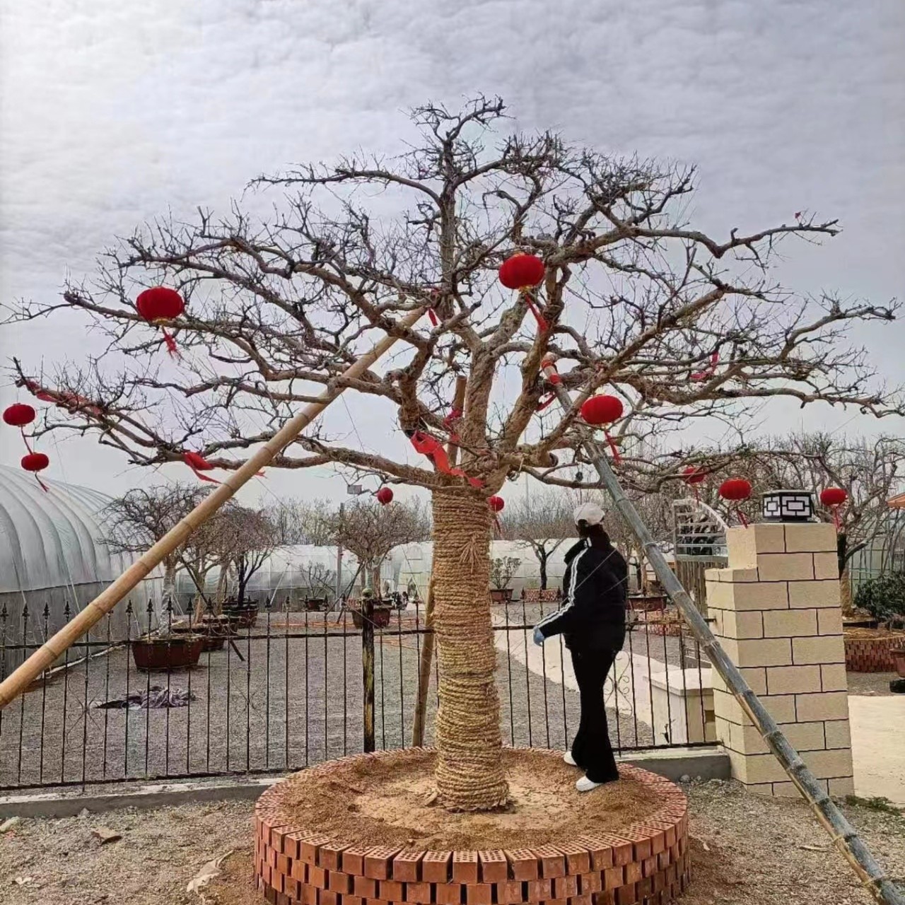 盆栽精品绿植庭院（一物一拍，下单请咨询杜鹃老鸦柿小叶石榴大棵）