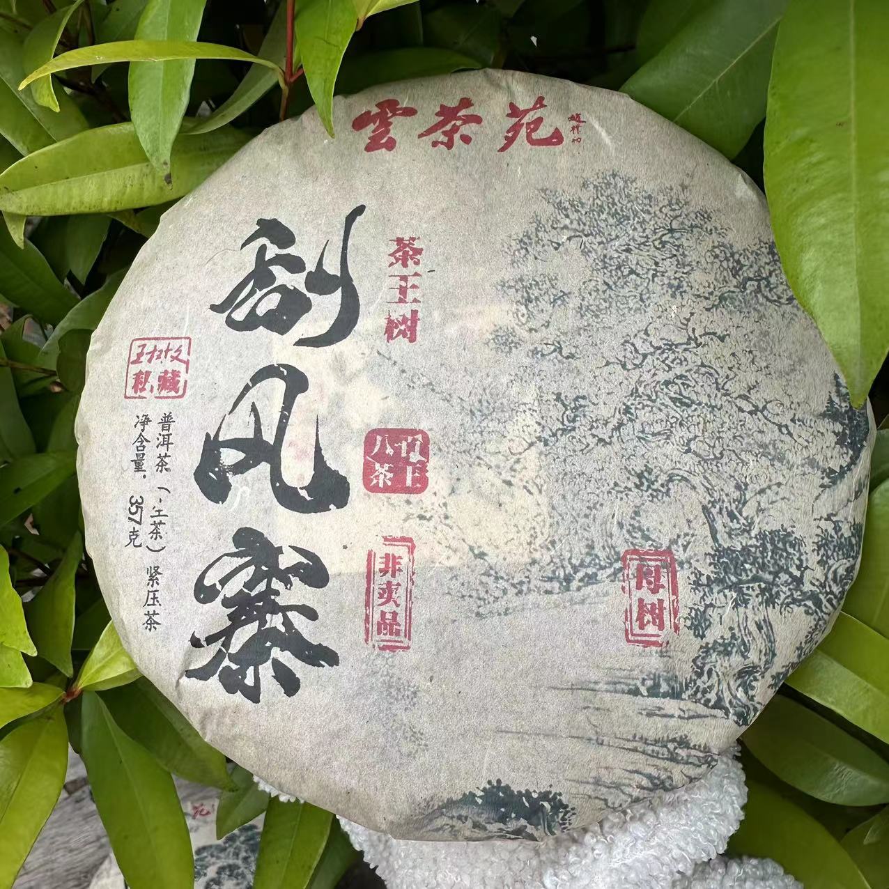 雨腾古茶 雲茶苑WSW私藏刮风寨茶王树母树古树普洱茶357g/饼 生茶