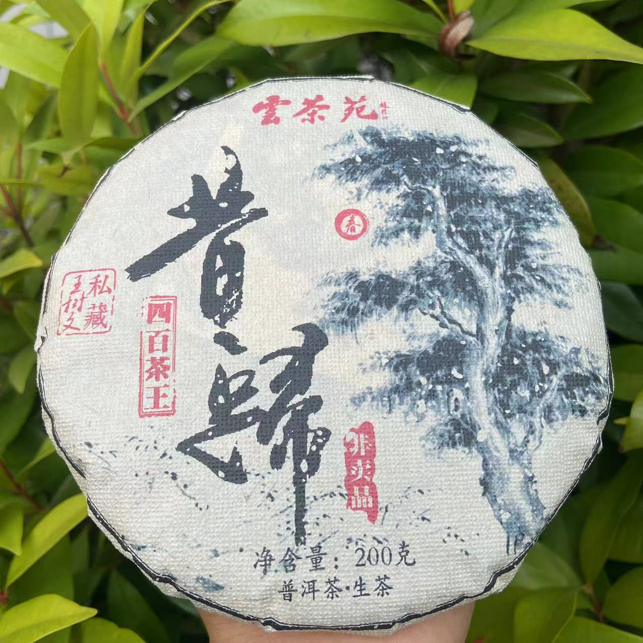 雨腾古茶 雲茶苑WSW私藏四百茶王昔归古树普洱茶200g/饼 生茶