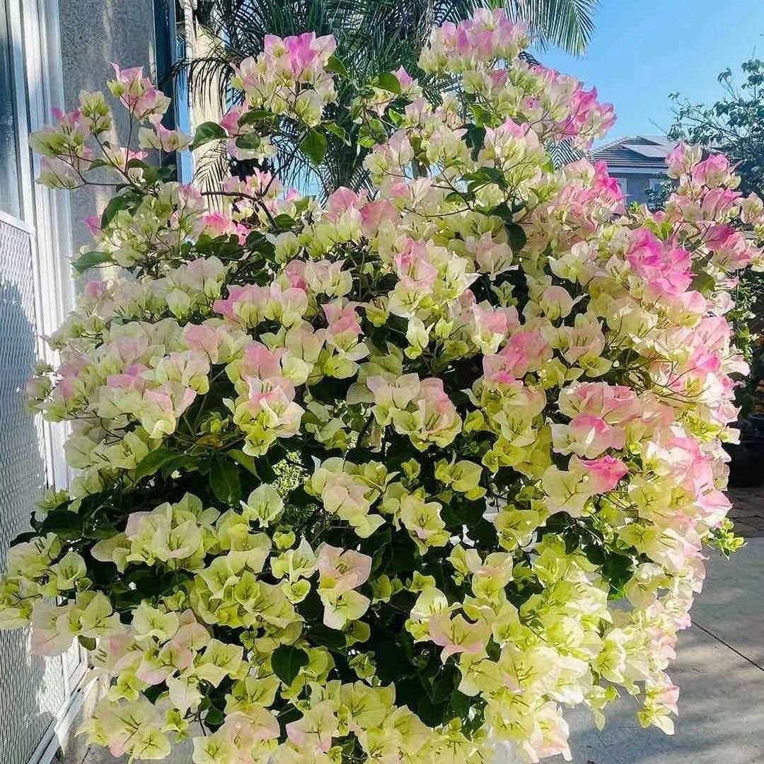 绿樱 四季开花 勤花品种
