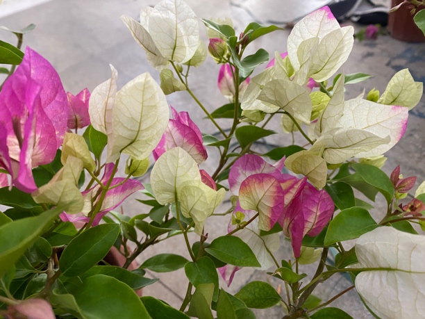 耶子冰 ，勤花品种 ，四季开花