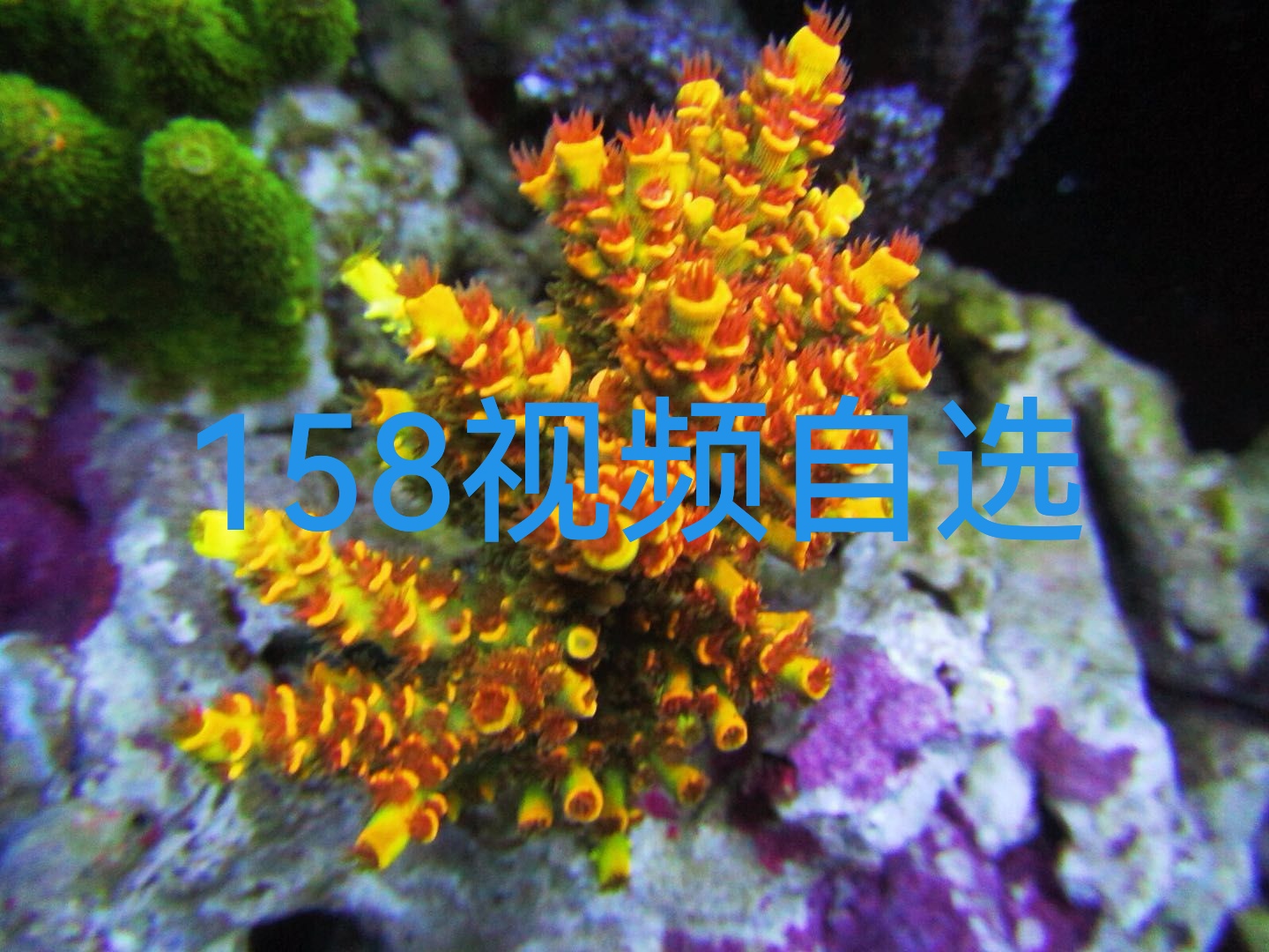 158视频自选水草对图发货精品人工断枝繁殖