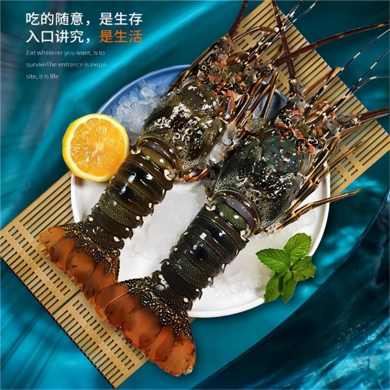 小青龙活冻龙虾鲜活冷冻活体速冻生动海鲜水产8-19两/只顺丰