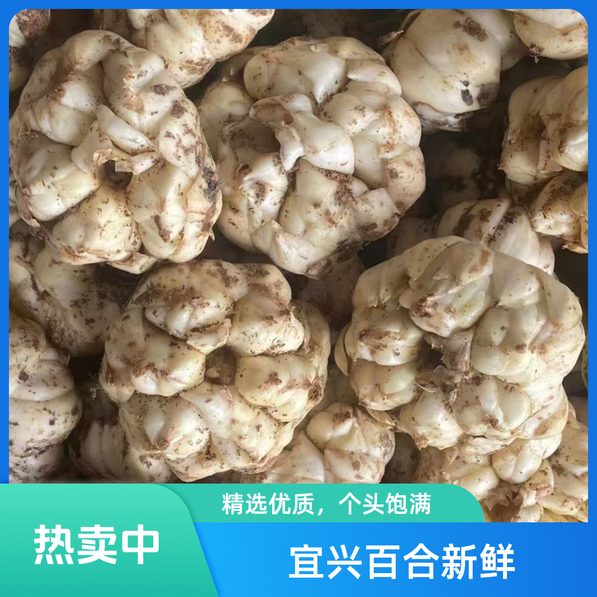 顺丰包邮2025年新鲜宜兴百合特级糯食用散装新鲜包邮土特产