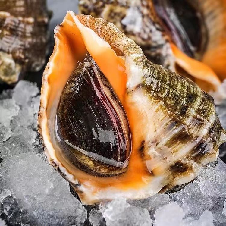 【虾小呆】福州发货 海螺 鲜活发货 捕捞