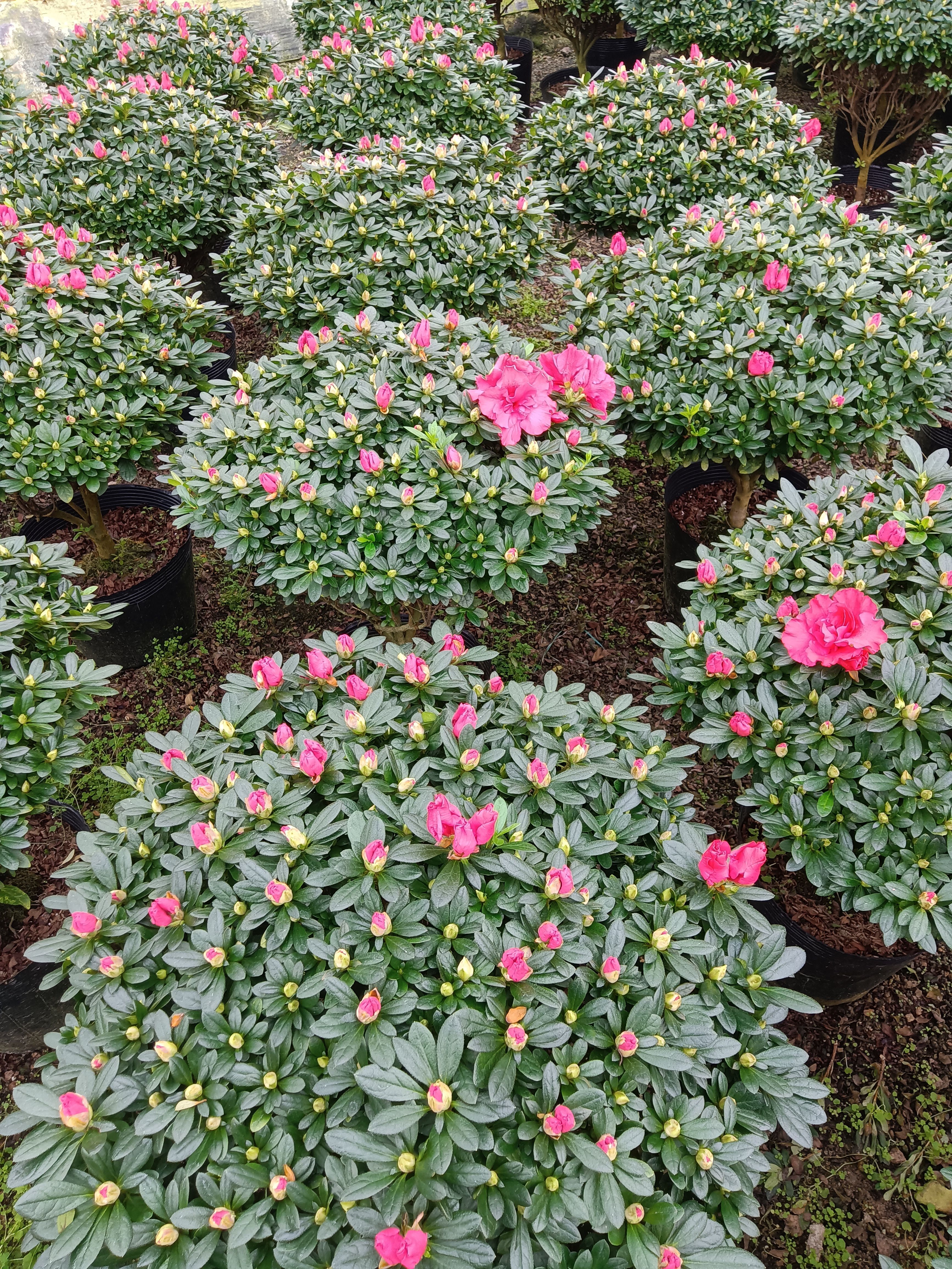比利时杜鹃花卉花，中国红，红宝石，新号开播盆栽福利多多