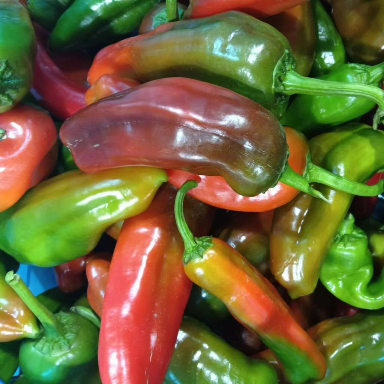 【花椒】新鲜现采现摘辣椒5斤