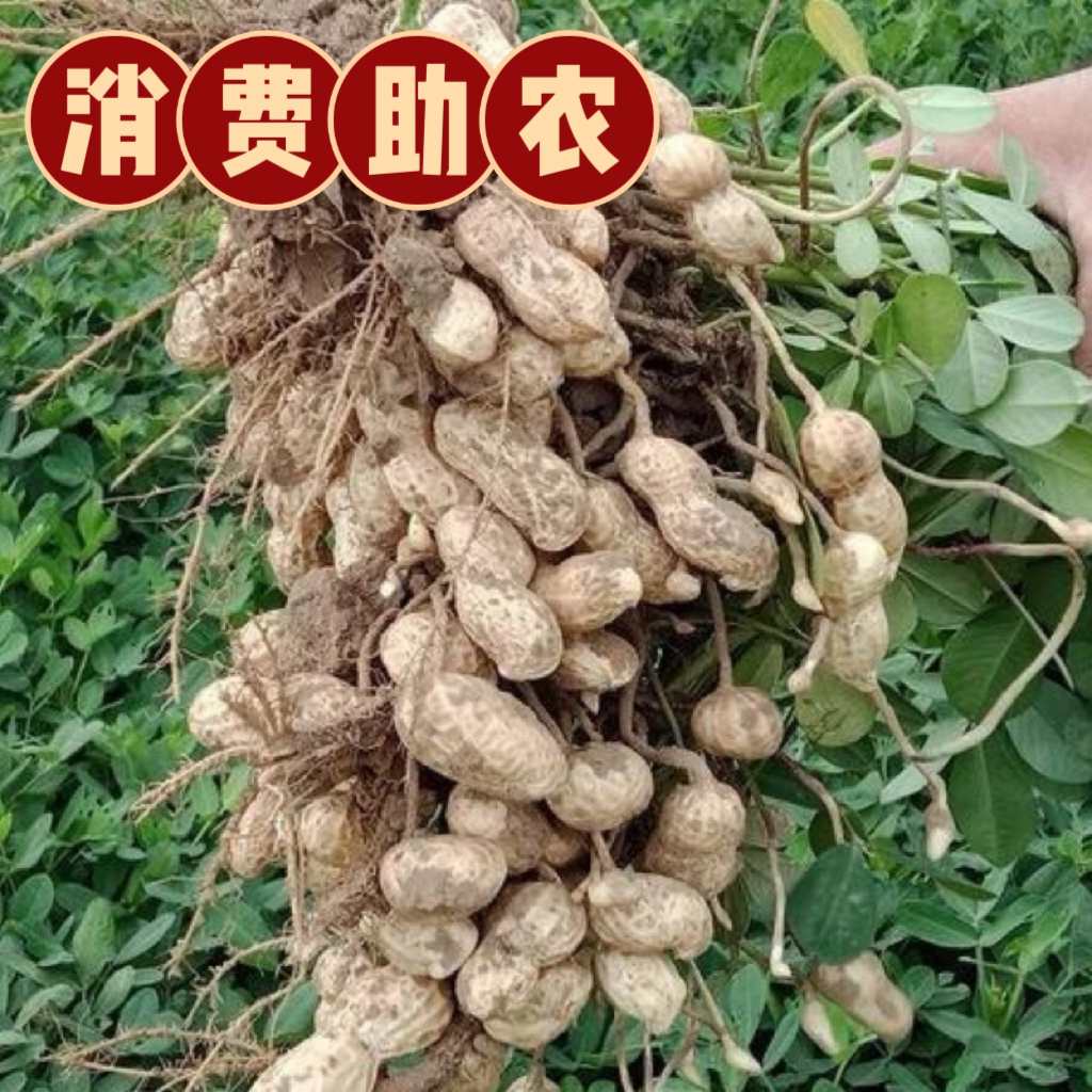 【淅礼助农】农家花生