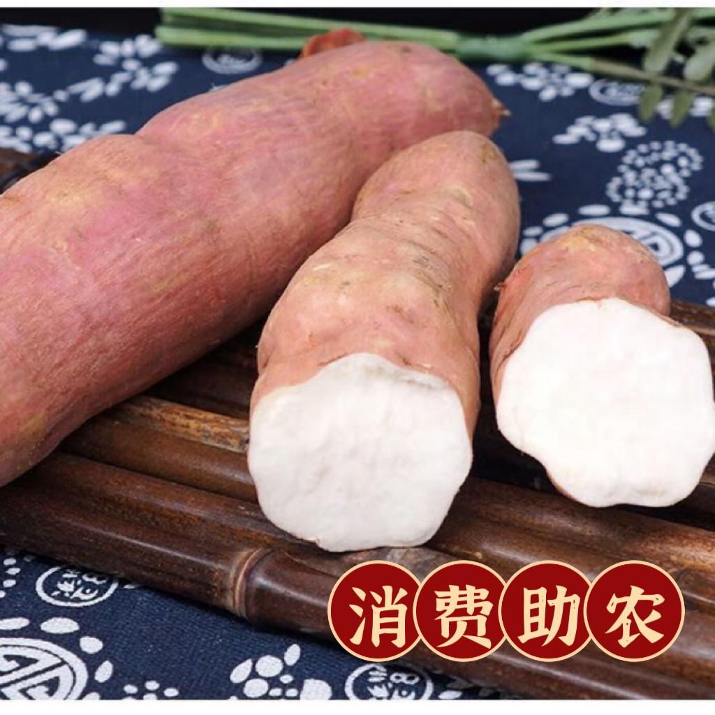 【淅川邮政专属】哈密冰糖薯白心红薯