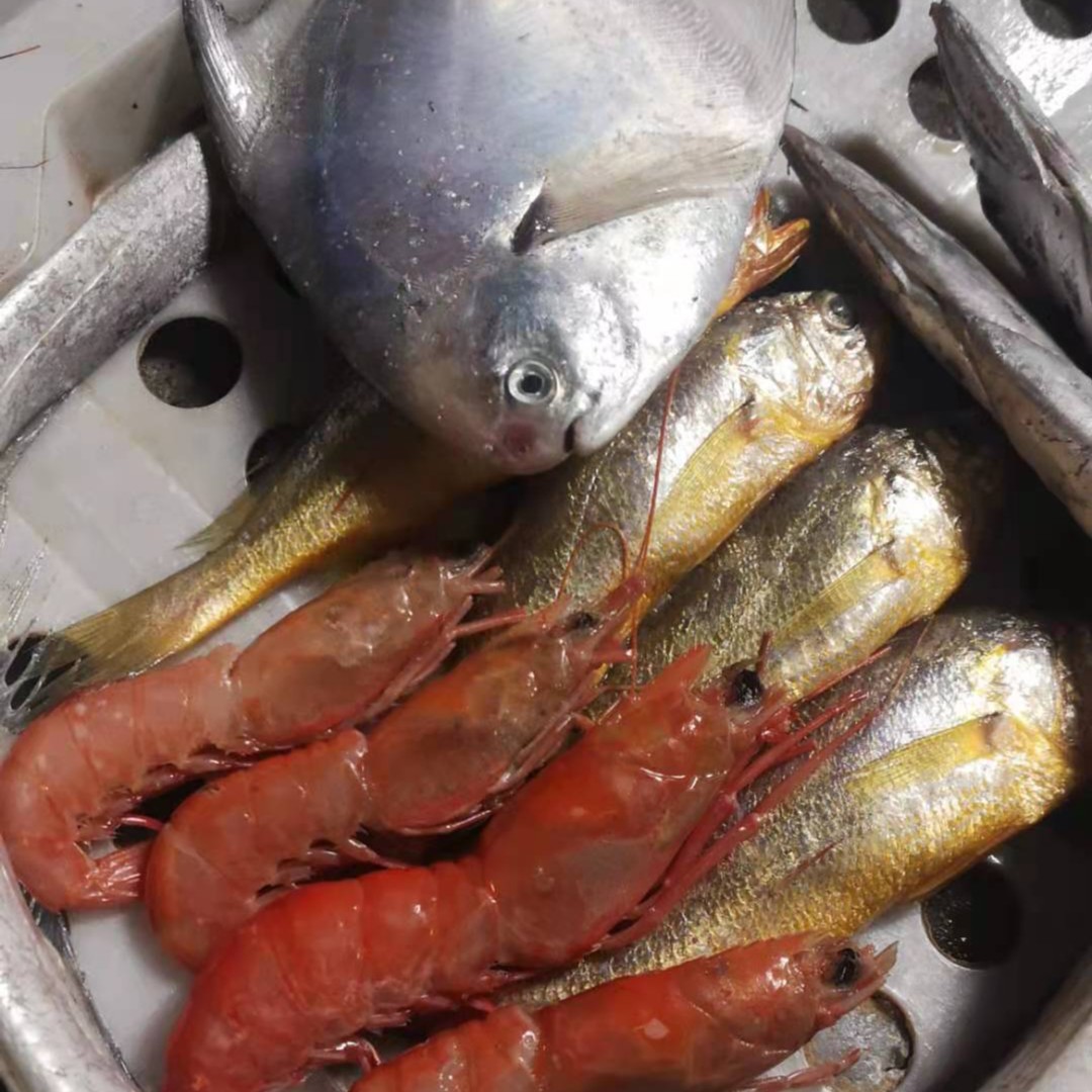 浙江象山东海海鲜各种拼搭带鱼 虾 黄鱼 500g