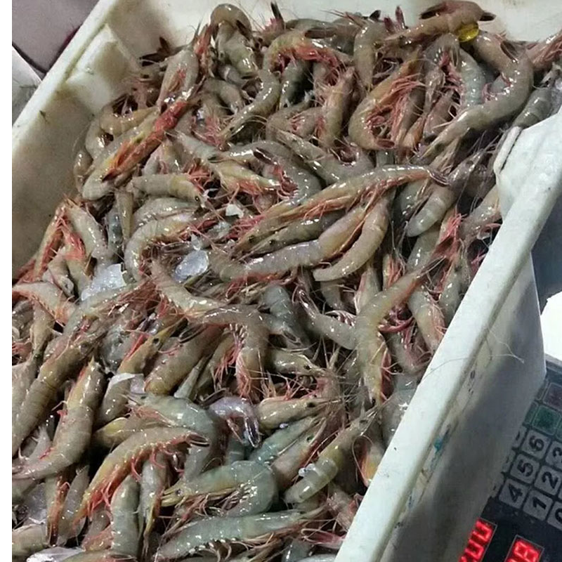 浙江象山东海野生滑皮虾 3斤起【具体规格重量以直播间为准】