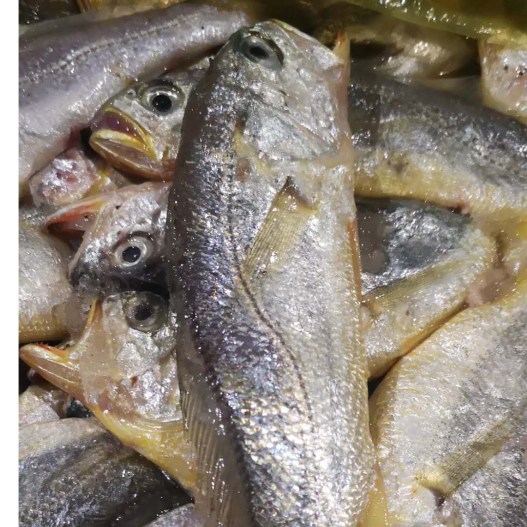 【小黄鱼】象山野生小黄鱼 3斤起【具体规格及重量以直播间为主】