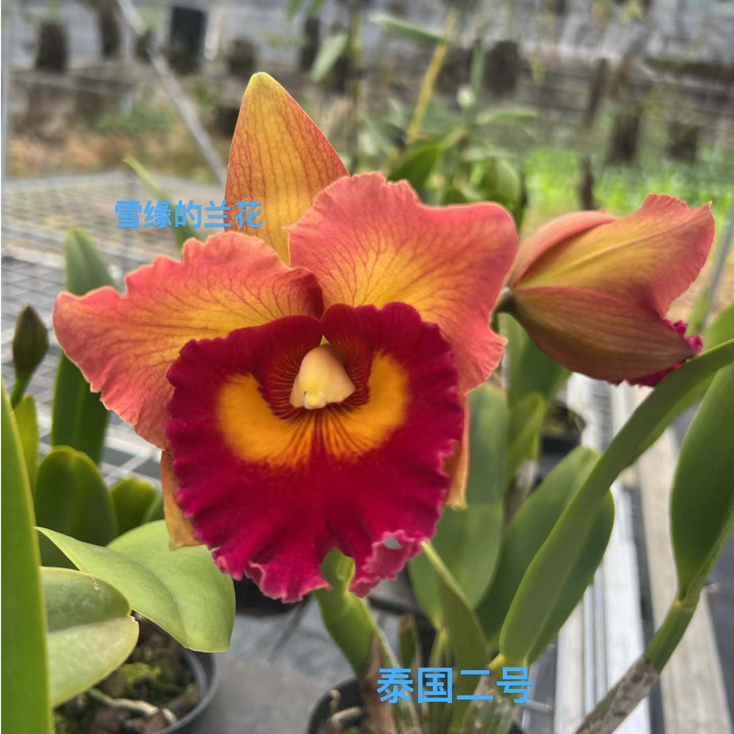 卡特兰兰花 泰国二号 黄泼色大花