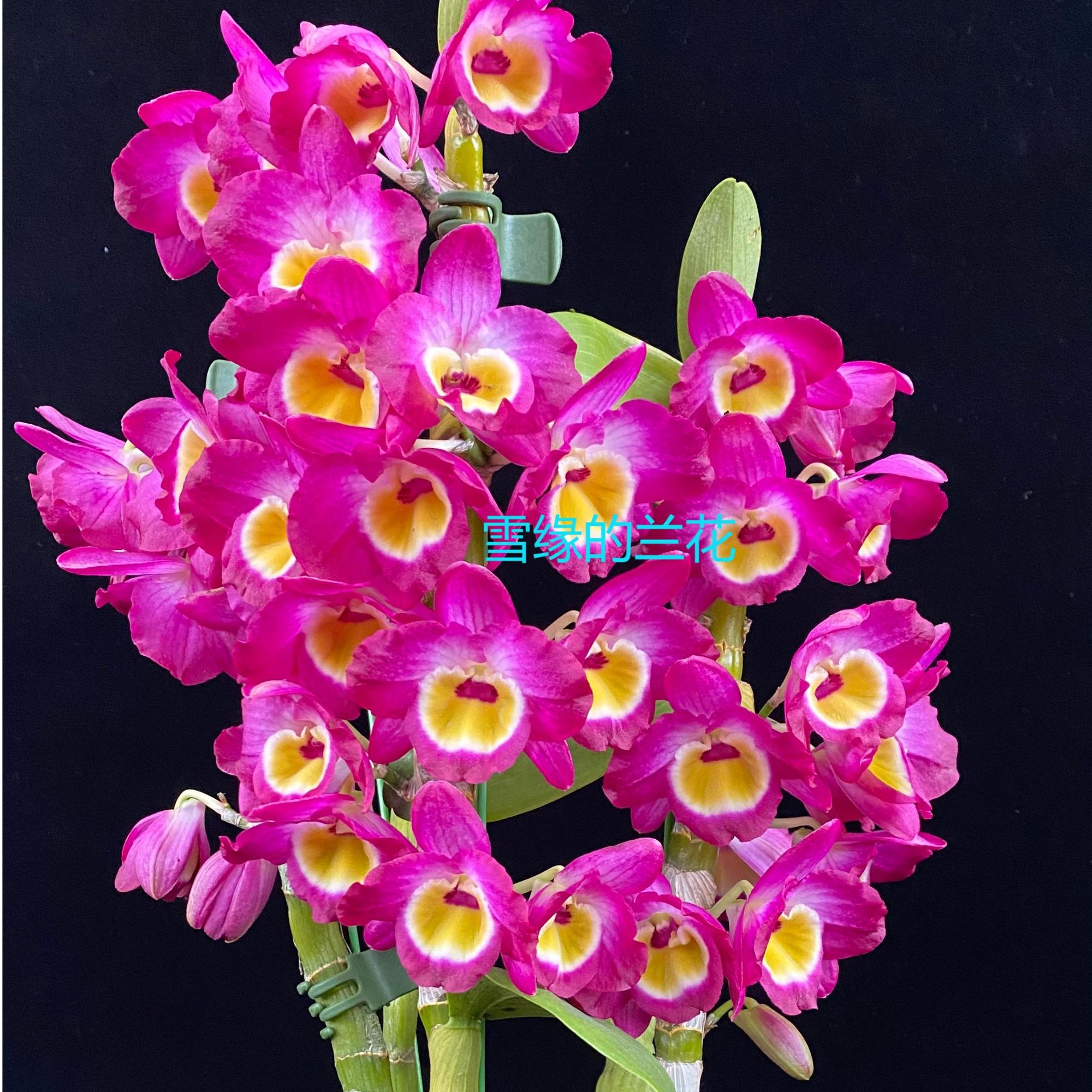雪缘兰花 春石斛 红雀