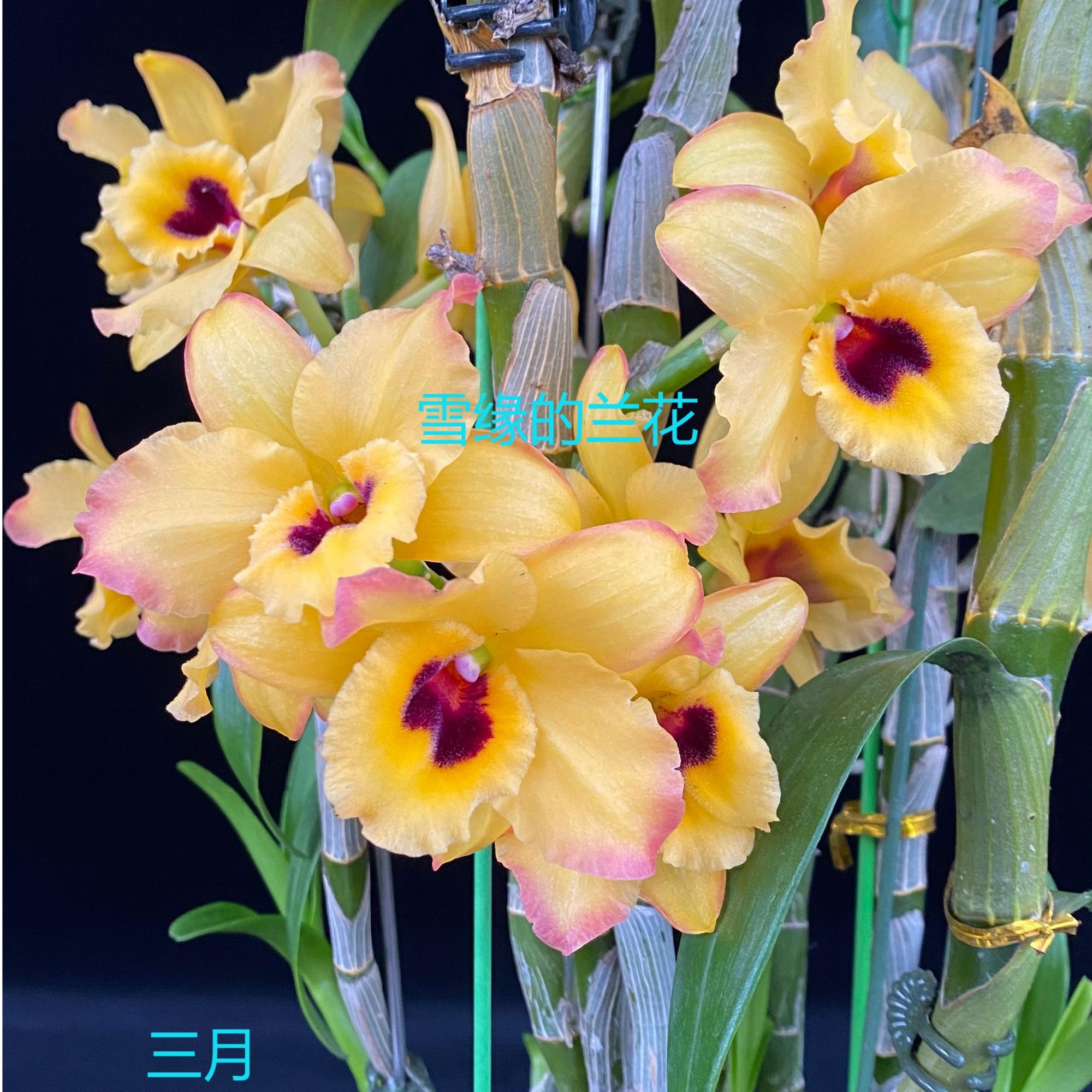 雪缘的兰花 春石斛 三月