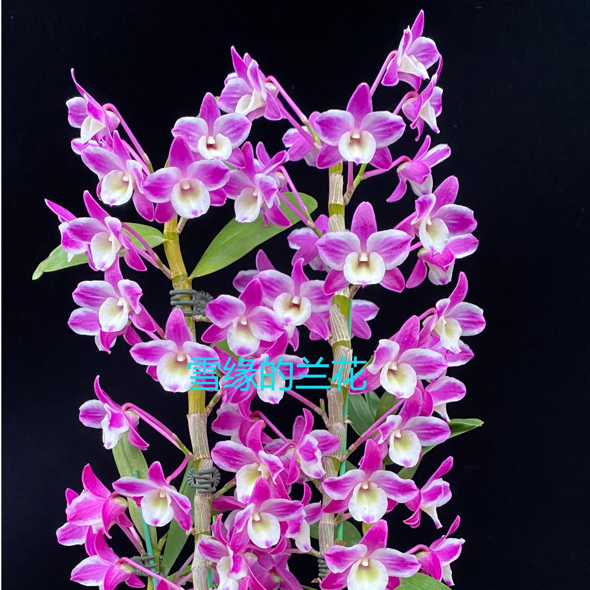 雪缘的兰花 春石斛 新梦幻
