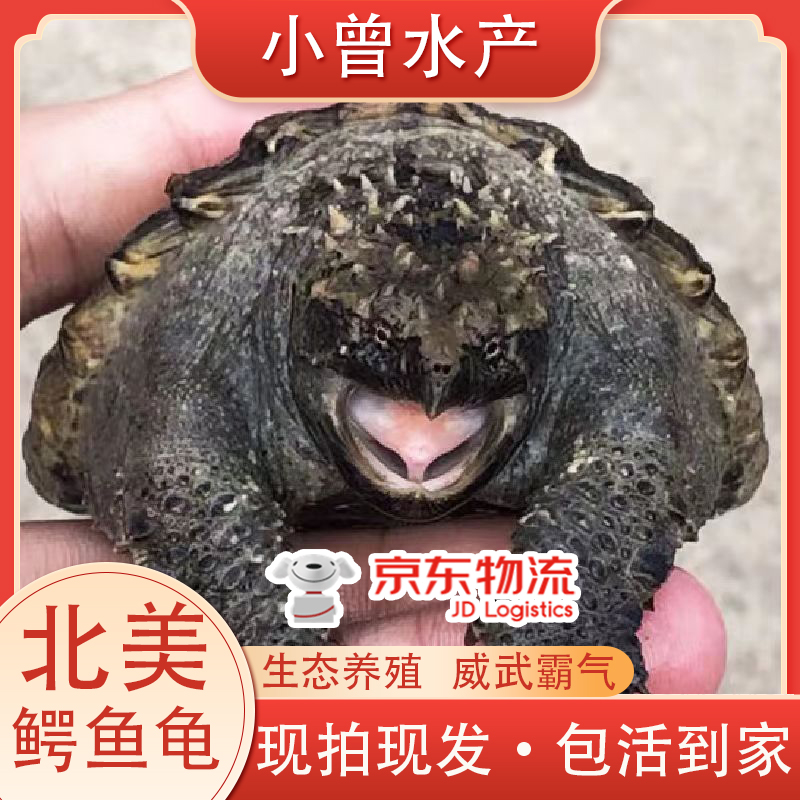 （包邮包活）外塘冷水北美精品小鳄观赏活物霸气宠物龟