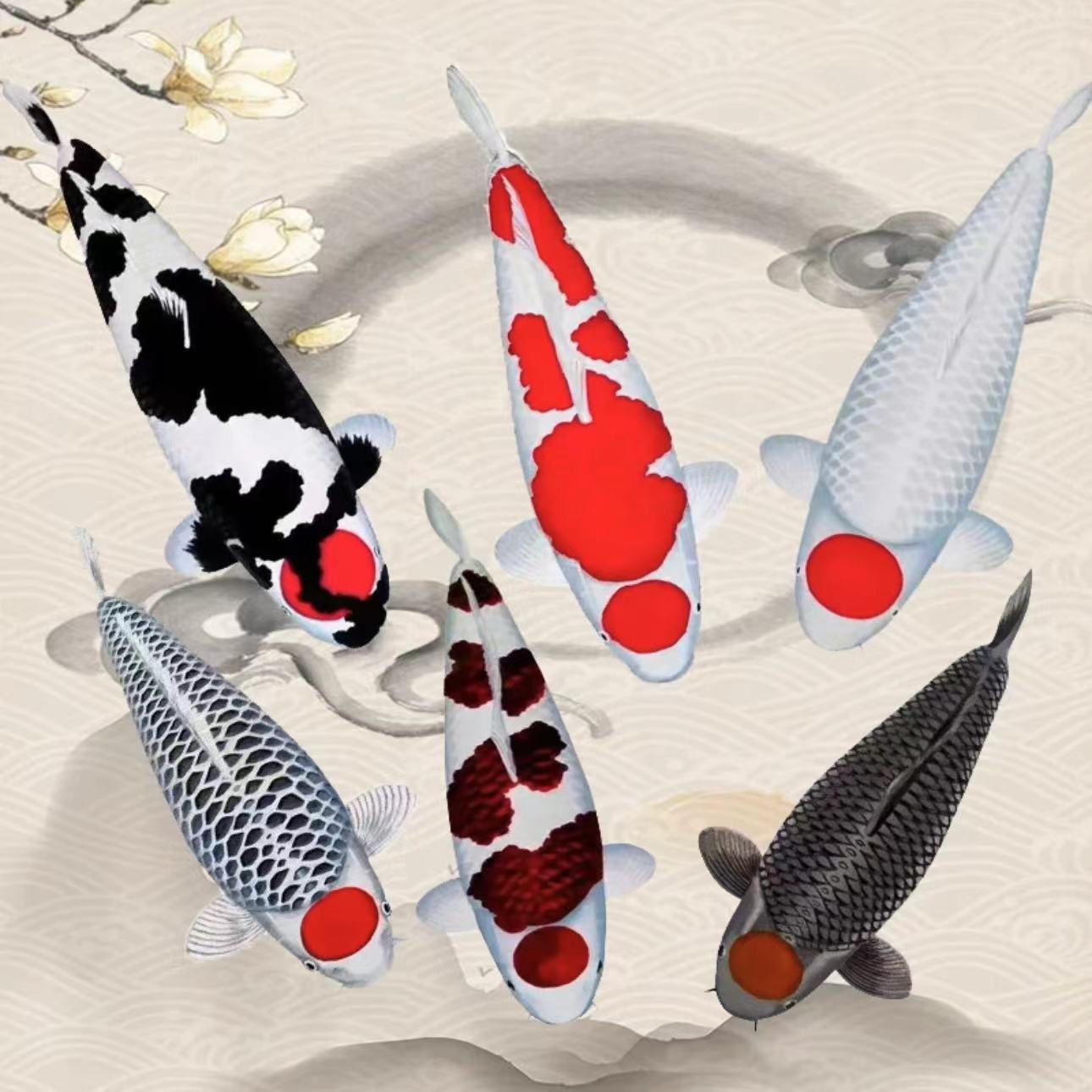 锦鲤直播日本纯种锦鲤红白大正昭和丹顶超萌好物冷水活鱼观赏鱼14