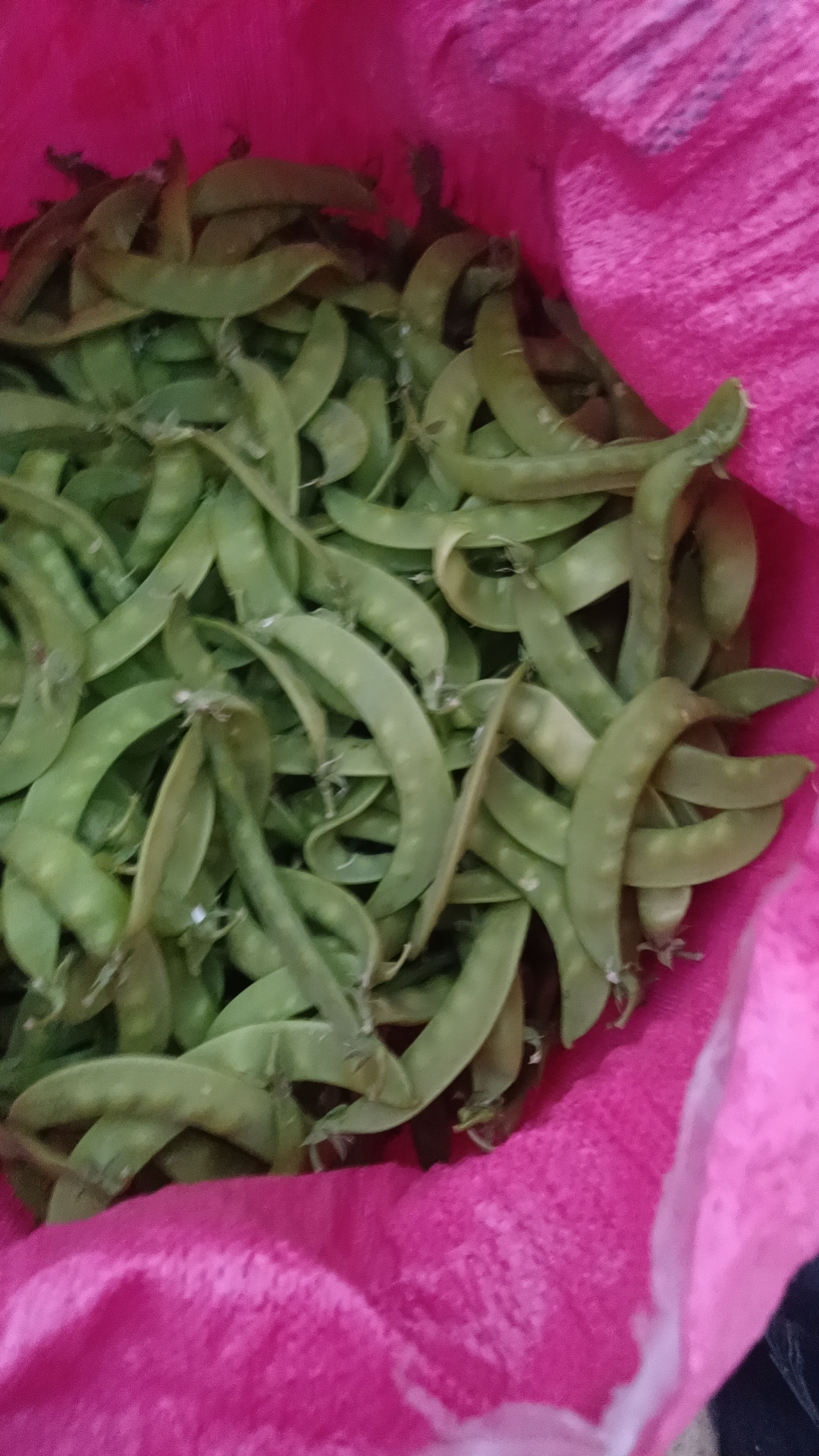 广西新鲜出来的荷兰豆，