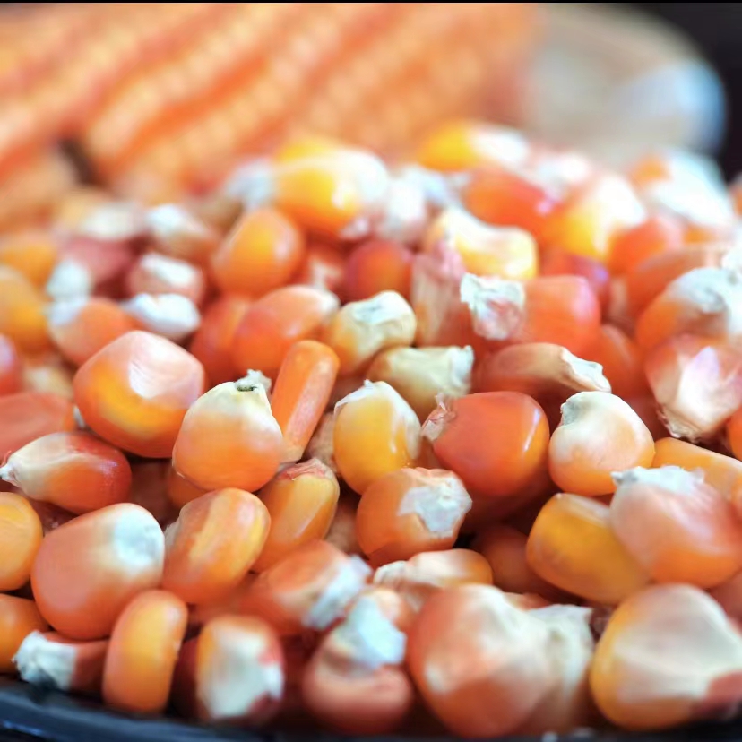 西阳寺村生态玉米粒2斤