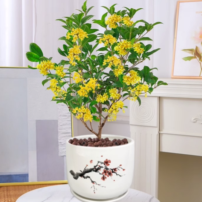 天香台阁四季金桂花盆栽树苗室内客厅阳台庭院植物浓香耐寒带花苞