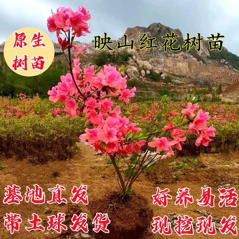 映山红树苗带花苞当年开花苗南方北方种植抗寒抗冻映山红苗好成活