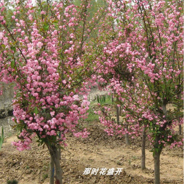 垂丝海棠树苗 庭院 种植的开花植物一物一拍