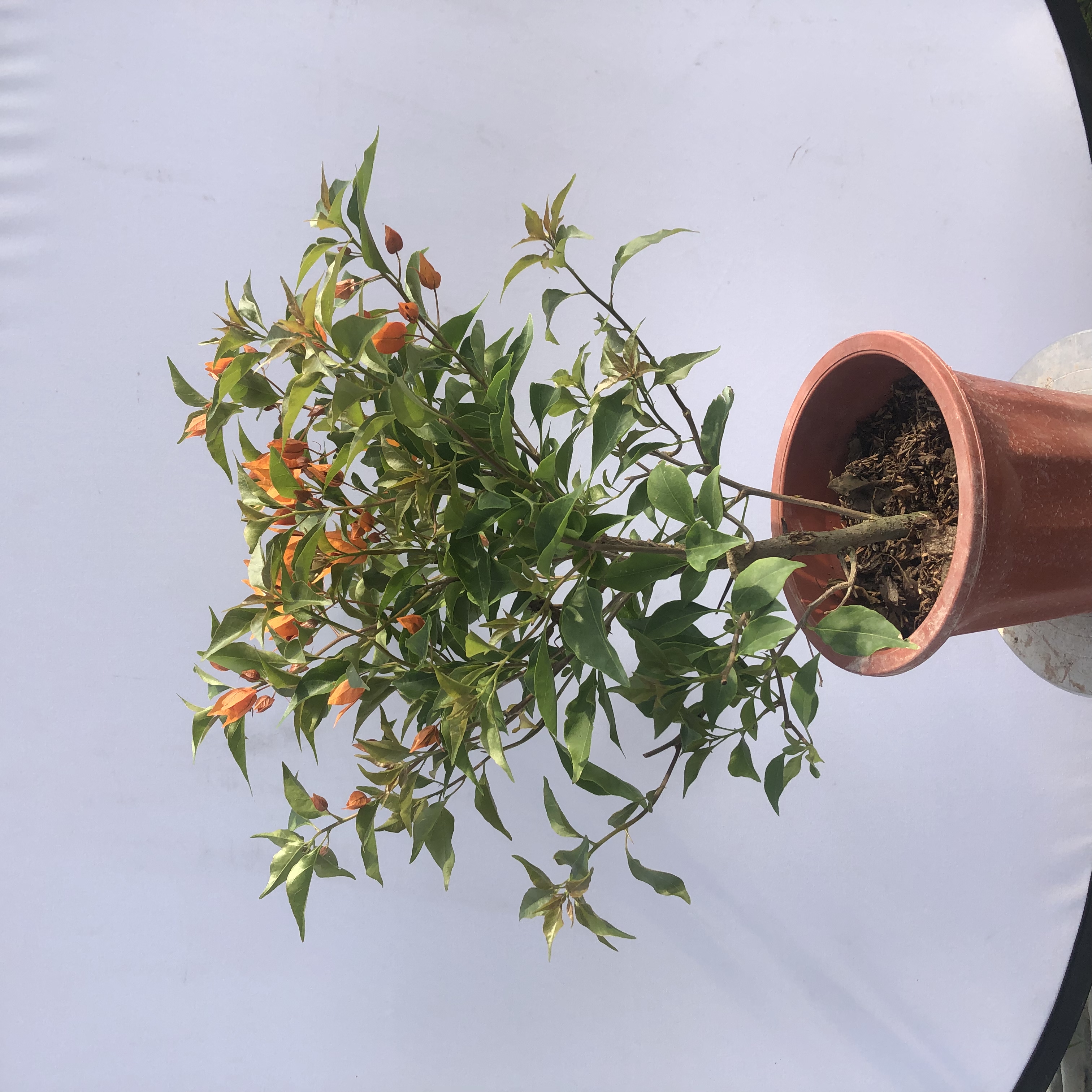 橙桑巴三角梅盆栽花卉好养易活四季开花阳台庭院室外基地包邮发货